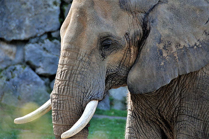 closeup photo of grey elephant
