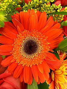 Orange and Black Petaled Flower in a Close Up Photography during Daytime