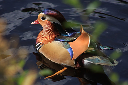 mandarin duck on water during daytime