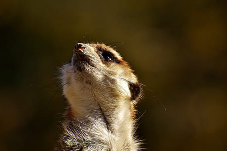 macro shot of brown meerkat