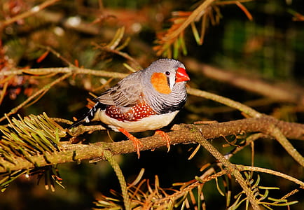 gray and brown zebra finch
