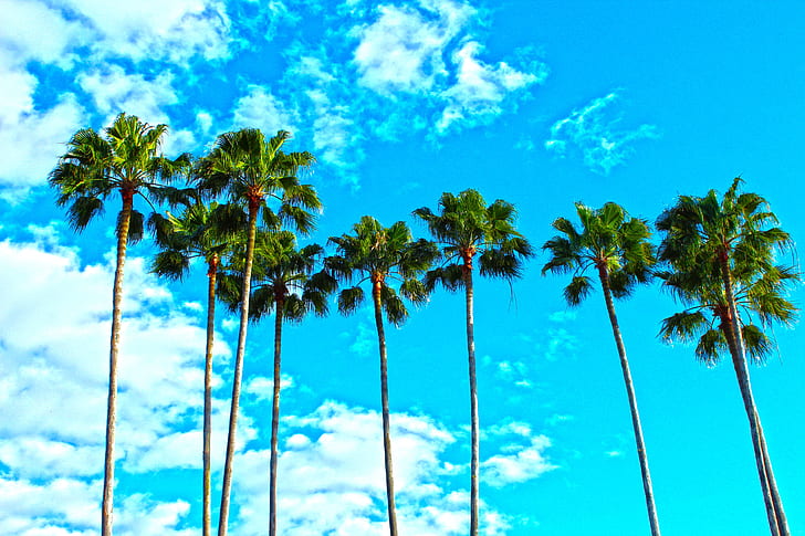 palm trees under semi-cloudy daytime sky