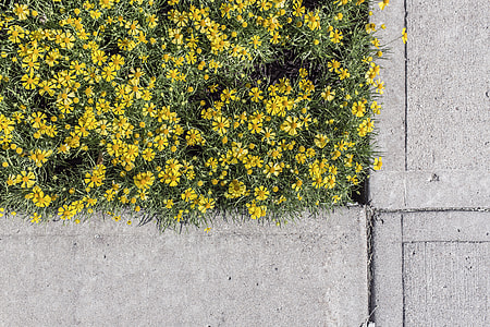 yellow Aster flowers near gray concrete pavement