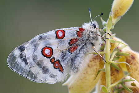 close-up photography white and red butterfly on yellow petaled flower