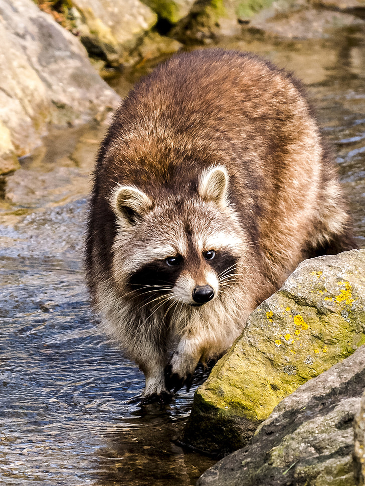 brown raccoon walking on body of water during daytime
