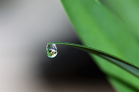 green leaf plant with water dew