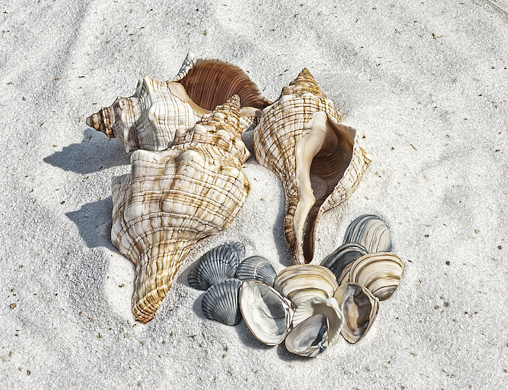 assorted-color seashell on gray sand