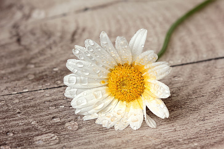 white and yellow flower on gray wooden top