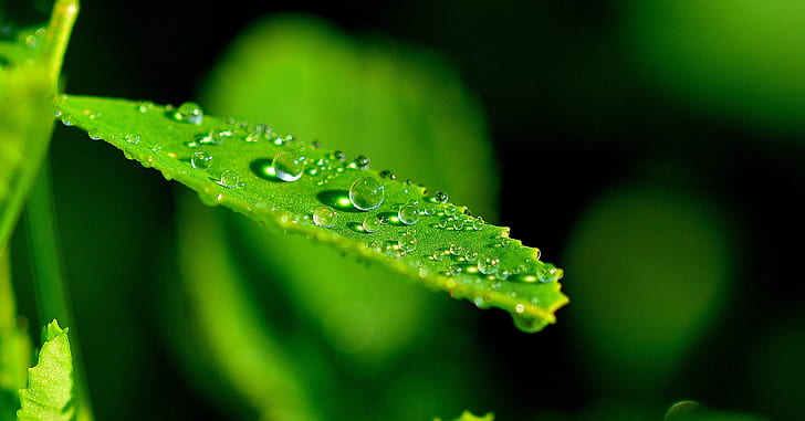 water dew on green leaf plant in self-focus photography