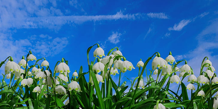 photo of white petaled flowers during daytime