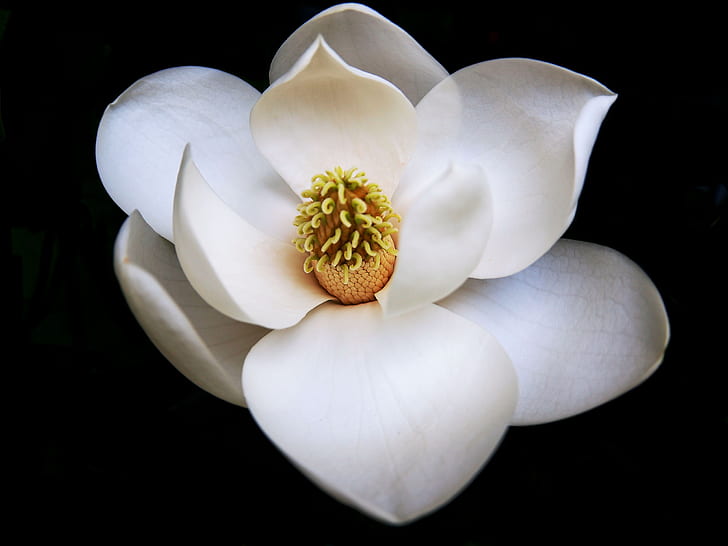 white Magnolia flower in bloom close up photo
