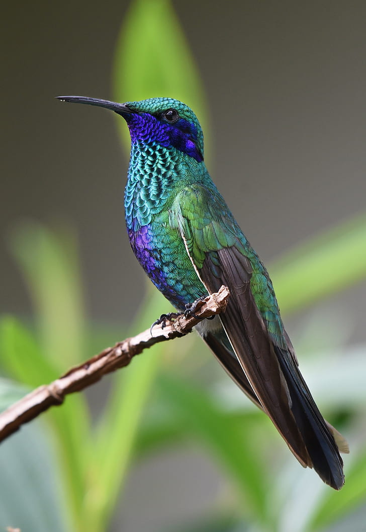 selective focus photography of magnificent hummingbird