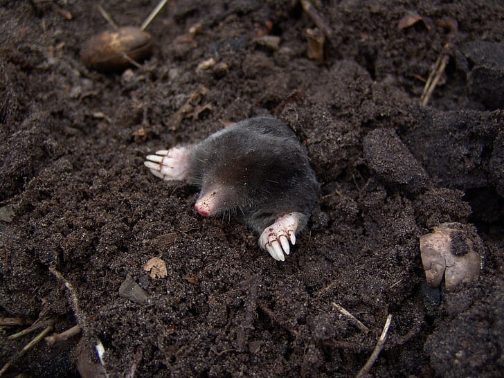 black mole on black soil photo