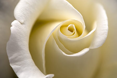 macro photography of white rose