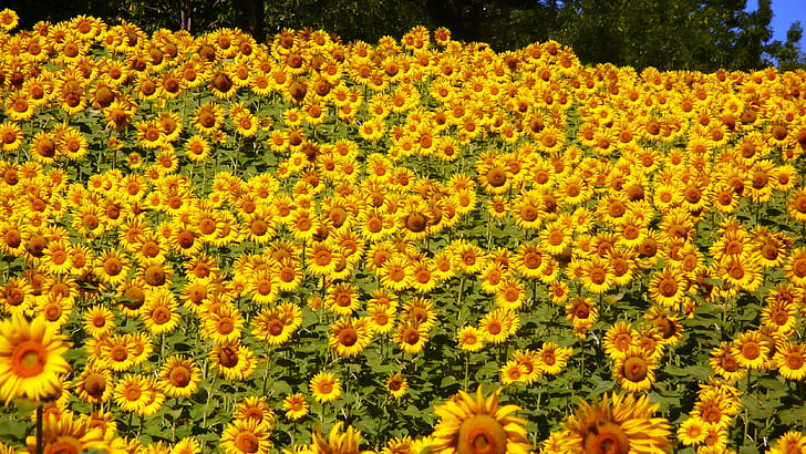 sunflower lot during daytime