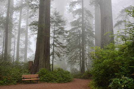 beige bench in forest with fogs at daytime