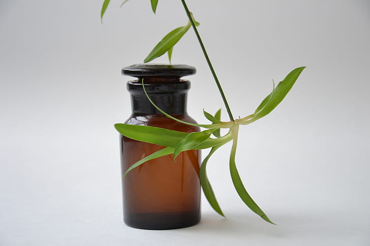 green leaf plant above amber glass bottle