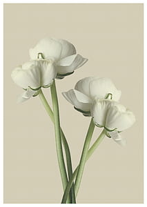 white flowered plant