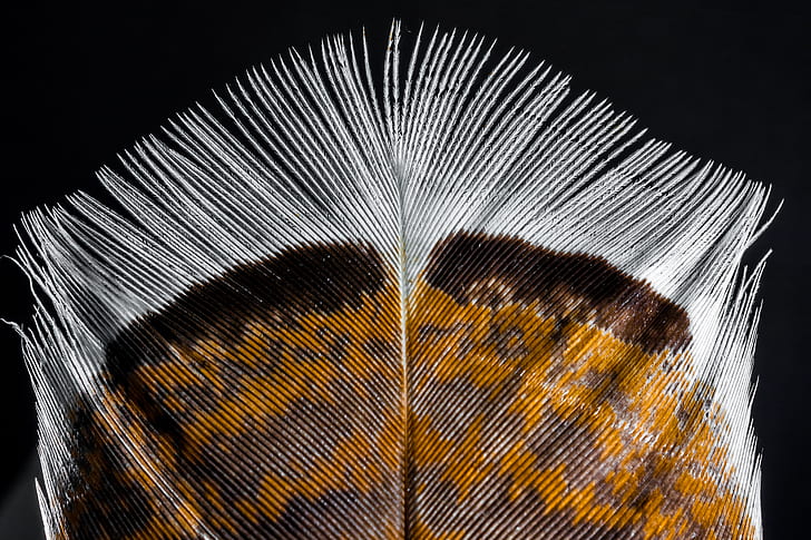 brown, gray, and white close-up photo of feather