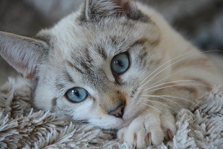 white and gray tabby cat lying on gray fur textile