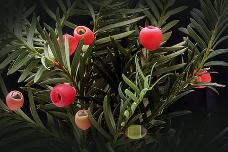 green plants with red fruits
