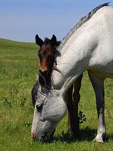 two gray and brown horses on green grass at daytime
