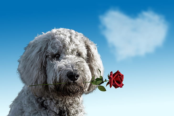 long-coated white puppy biting red rose at daytime