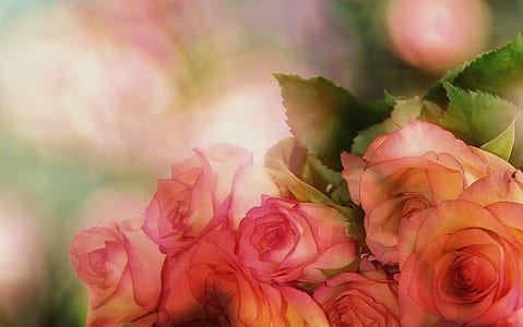 pink roses closeup photo