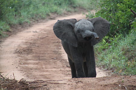 gray elephant on brown road near green grass