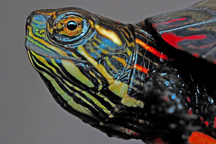 multicolored turtle art