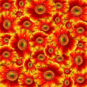 Red and Yellow Petaled Flower