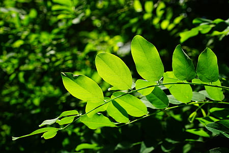 selective focus photography of green leaf plants