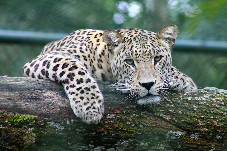 leopard on wood log