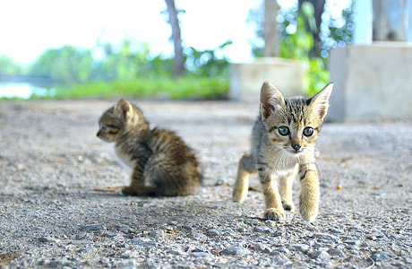 two gray tabby kittens on gray road taken during daytime