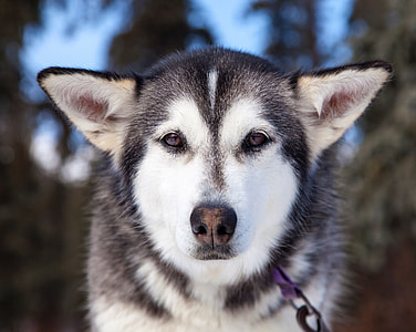 focus photography of black and white Siberian husky