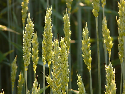 green wheat field in macro shot