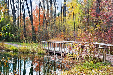 photo of beige wooden footbridge on body of water near trees and plants