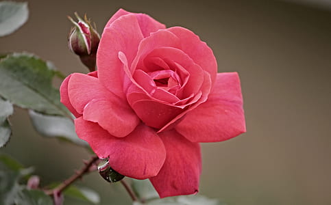 close up photo of red rose