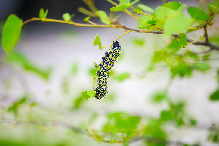 yellow and green caterpillar perching on green leaf plant during daytime