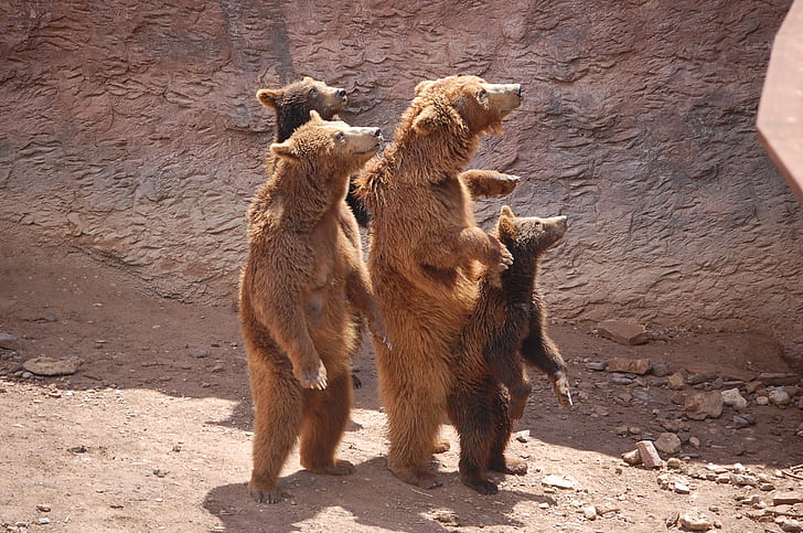 four grizzle bear standing