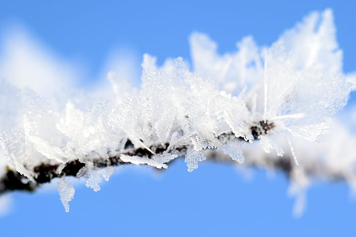 Close-up of Frozen Tree Branch Against Blue Sky