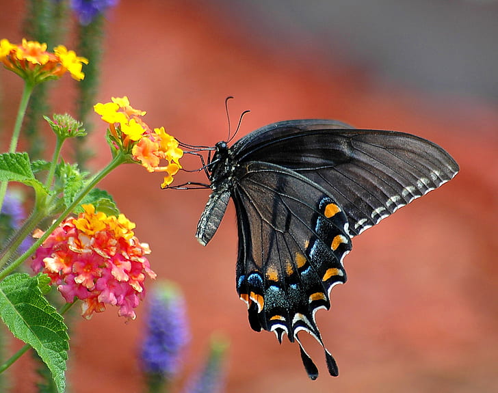 focus photography of black butterfly on top of yellow petaled flower