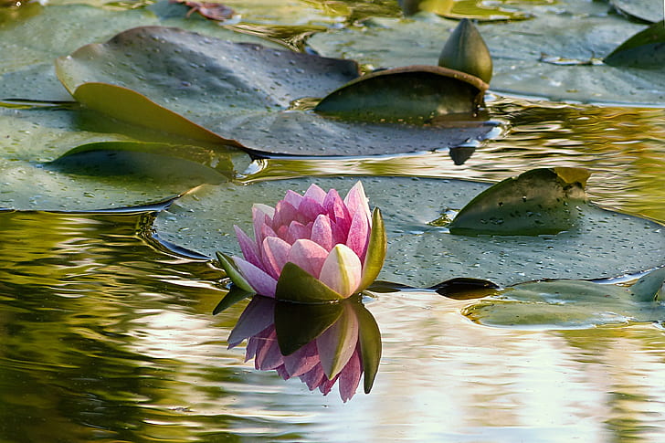 pink flower lily on water at daytime