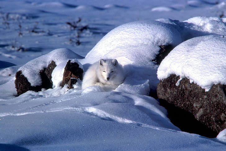 white fox on snow-covered rock