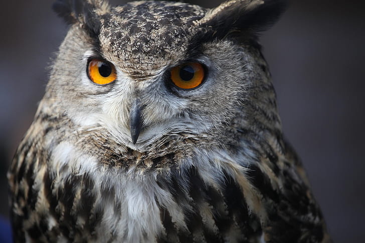 white and gray owl closeup photo