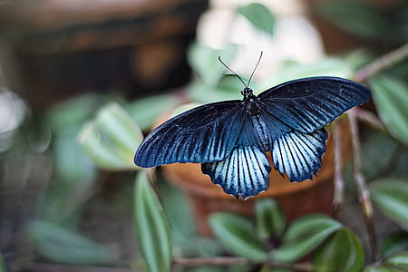 photography of black butterfly