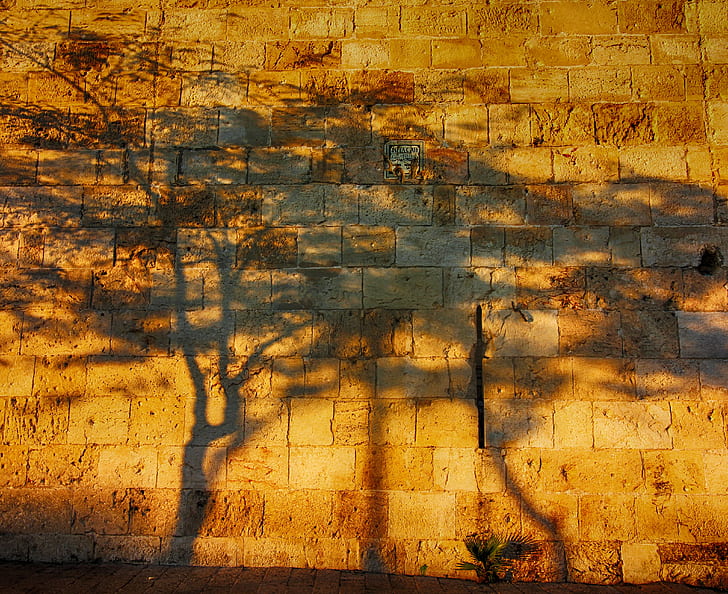 shadows of trees on red brick wall