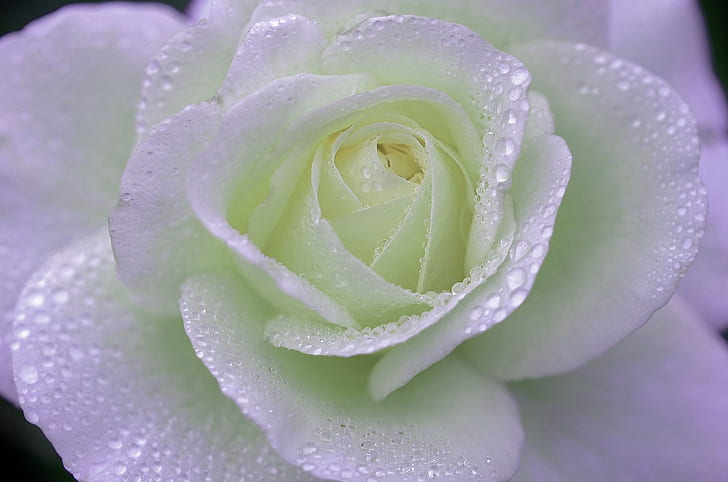 closeup photography of white with dewdrops