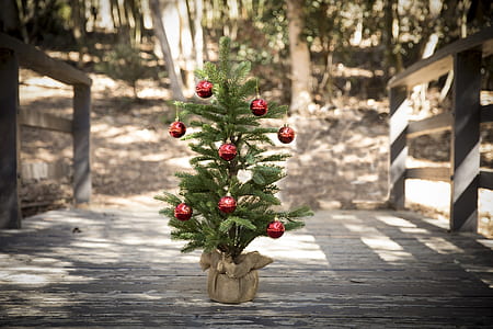 green Christmas tree with red baubles on gray wooden bridge at daytime