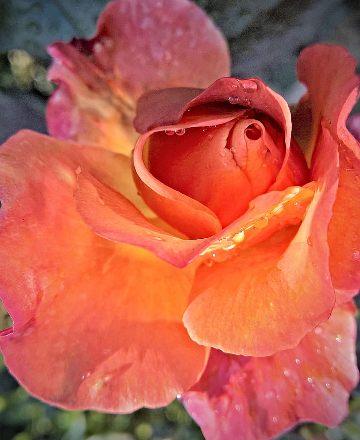 closeup photography of orange rose flower with water droplets